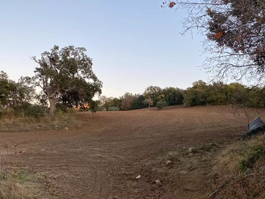Immagine 8 di Terreno agricolo in vendita  a Scansano