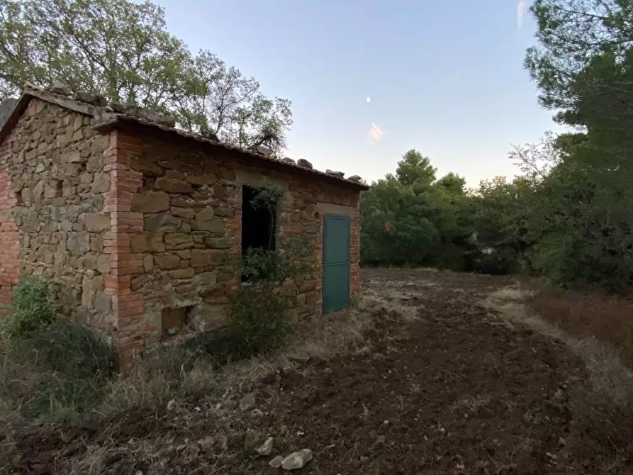 Immagine 7 di Terreno agricolo in vendita  a Scansano