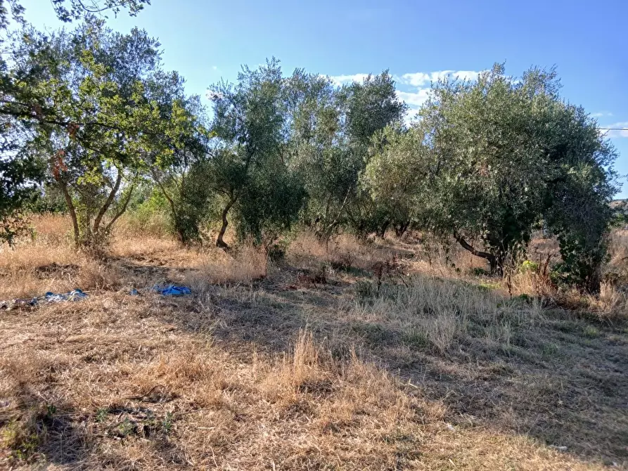 Immagine 3 di Azienda agricola in vendita  a Cinigiano