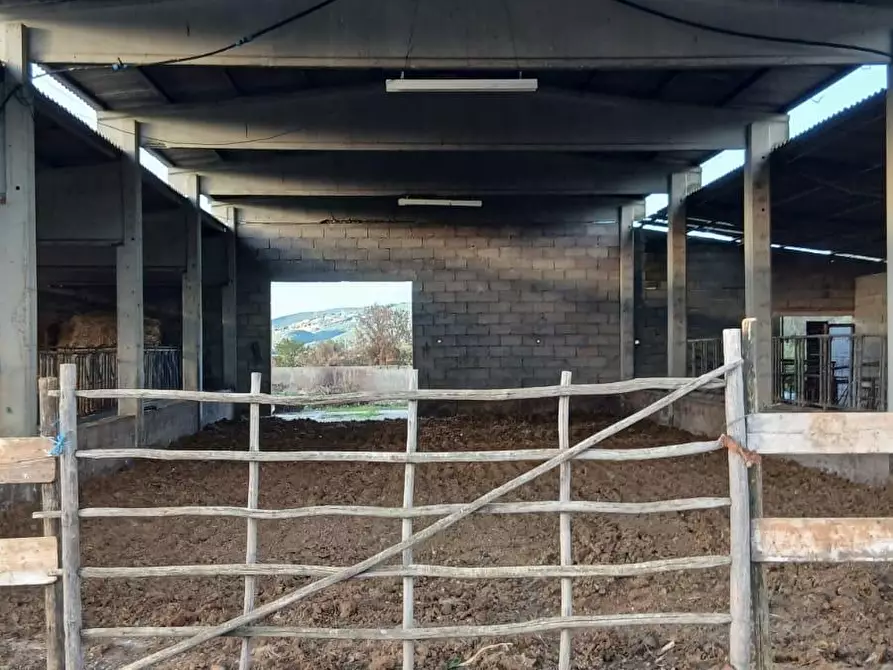 Immagine 22 di Azienda agricola in vendita  a Cinigiano