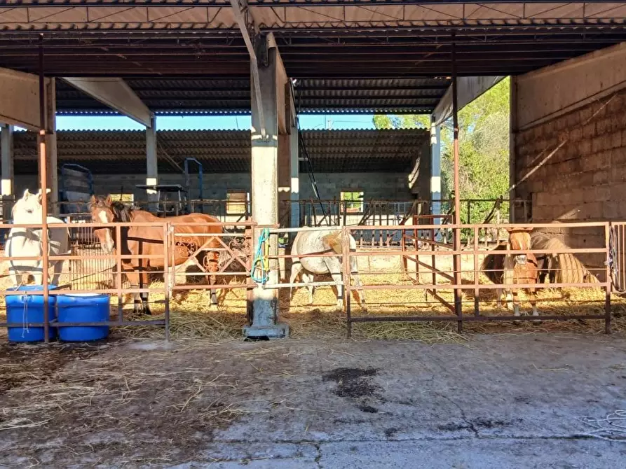Immagine 19 di Azienda agricola in vendita  a Cinigiano
