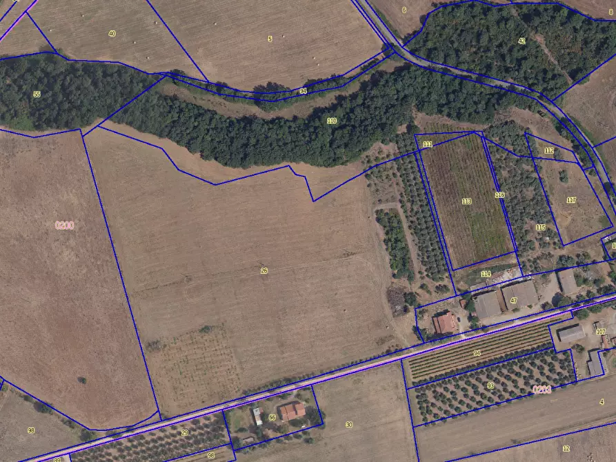 Immagine 2 di Azienda agricola in vendita  a Cinigiano