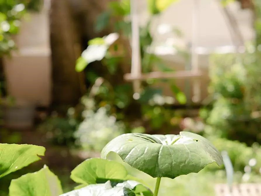 Immagine 18 di Appartamento in vendita  a Livorno