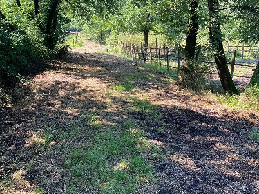 Immagine 17 di Azienda agricola in vendita  a Fucecchio