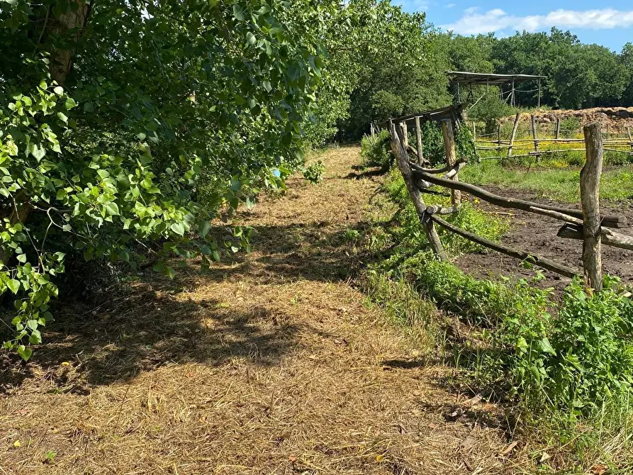 Immagine 19 di Azienda agricola in vendita  a Fucecchio