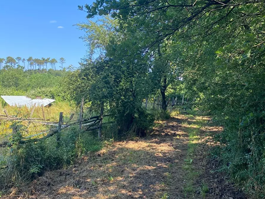 Immagine 13 di Azienda agricola in vendita  a Fucecchio