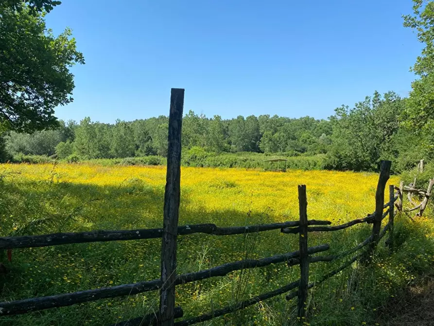 Immagine 1 di Azienda agricola in vendita  a Fucecchio