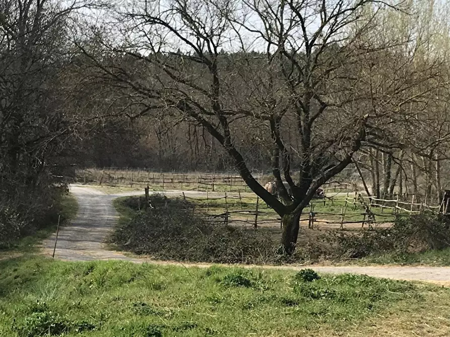 Immagine 6 di Azienda agricola in vendita  a Fucecchio