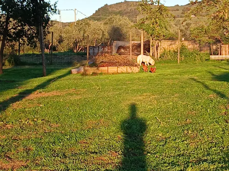 Immagine 21 di Casa colonica in vendita  a Cinigiano