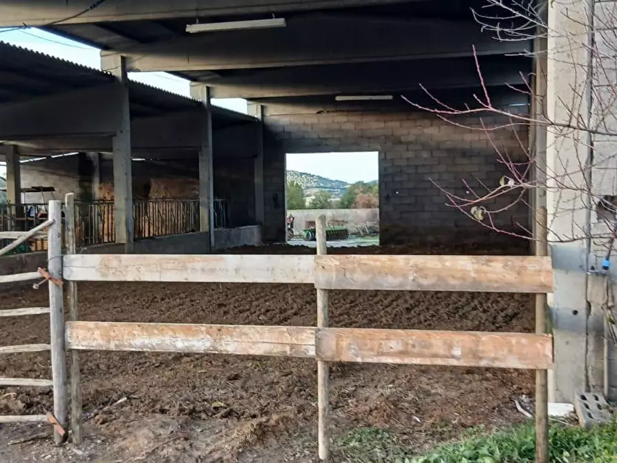 Immagine 25 di Casa colonica in vendita  a Cinigiano