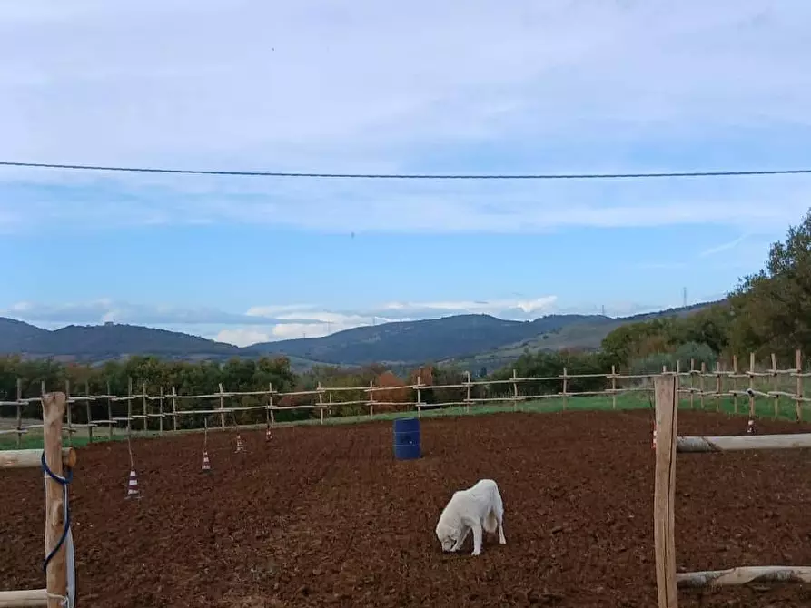 Immagine 3 di Casa colonica in vendita  a Cinigiano