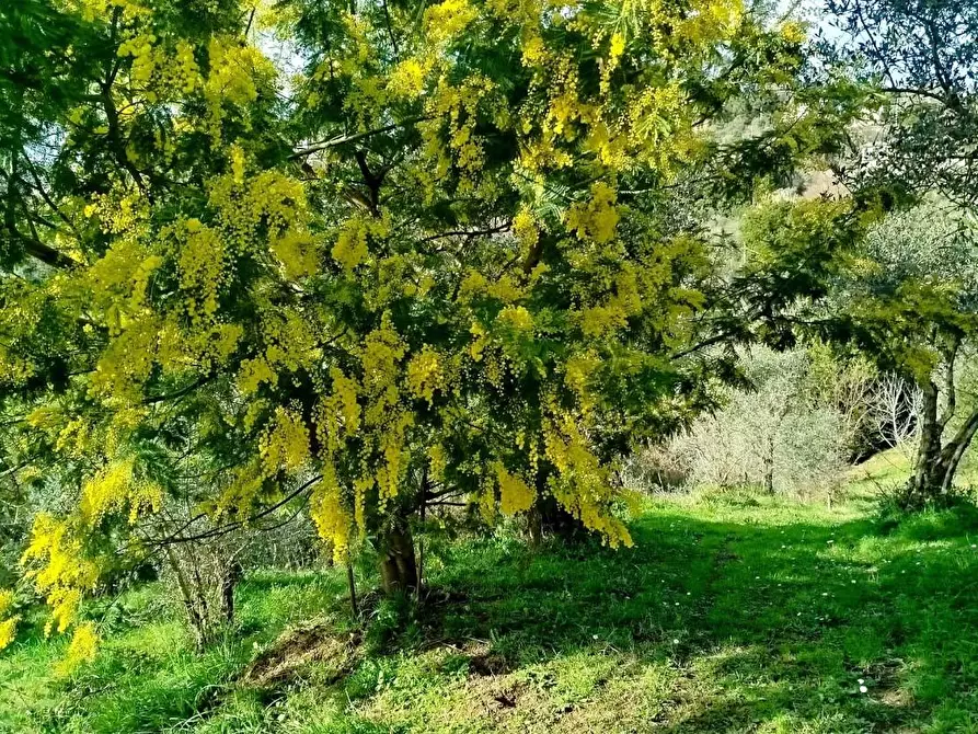 Immagine 24 di Casa indipendente in vendita  a Fosdinovo
