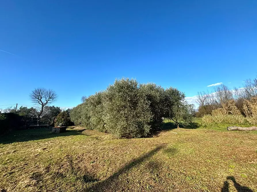 Immagine 2 di Terreno residenziale in vendita  a Ponsacco