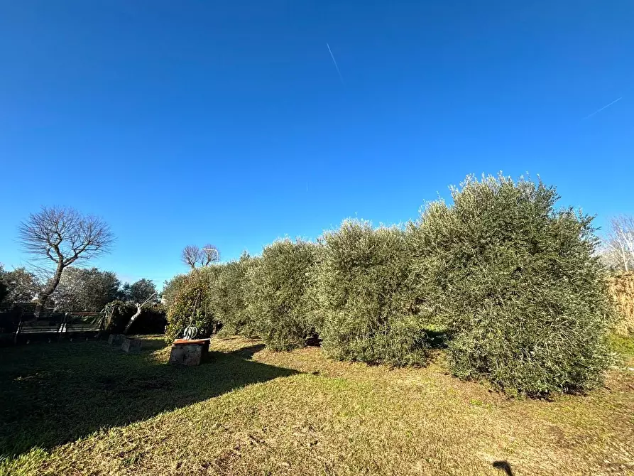 Immagine 3 di Terreno residenziale in vendita  a Ponsacco