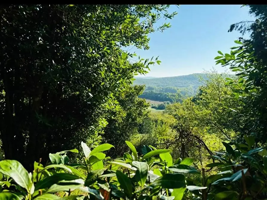 Immagine 6 di Terratetto in vendita  a Chiusdino