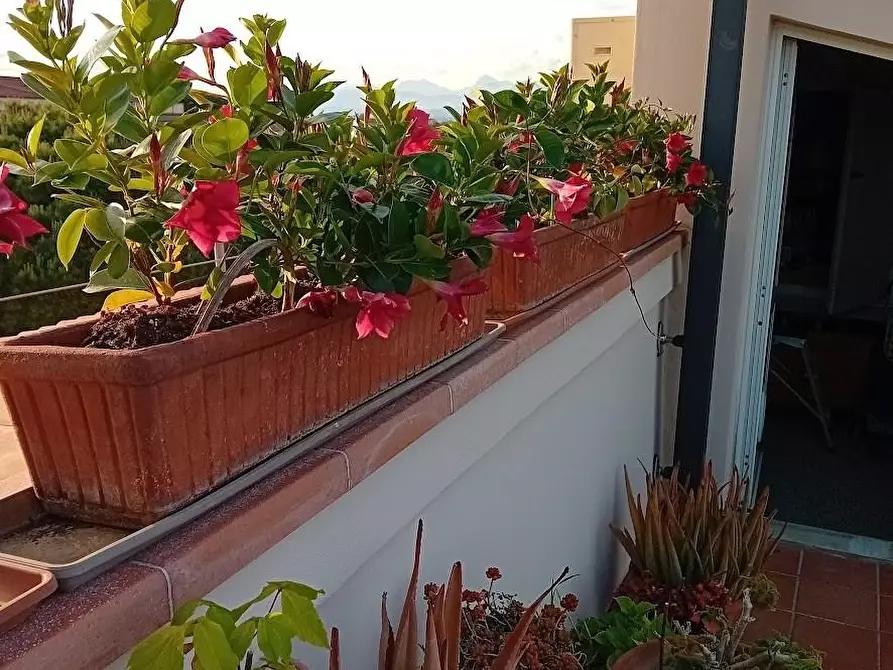 Immagine 3 di Appartamento in vendita  a Pisa