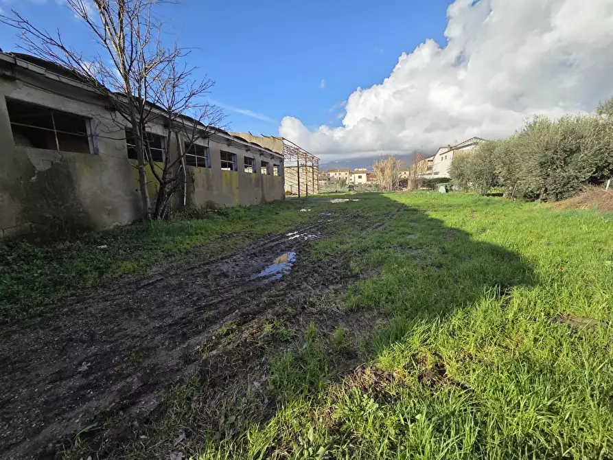 Immagine 8 di Azienda agricola in vendita  a Capannori