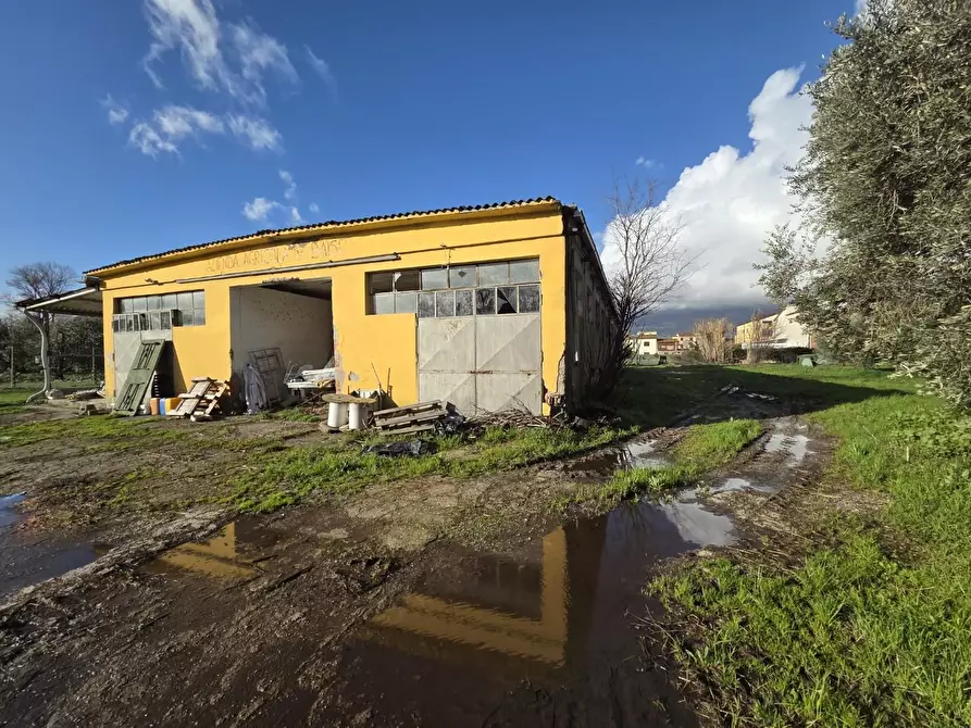 Immagine 7 di Azienda agricola in vendita  a Capannori