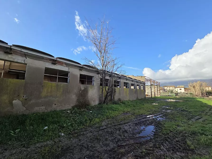 Immagine 9 di Azienda agricola in vendita  a Capannori