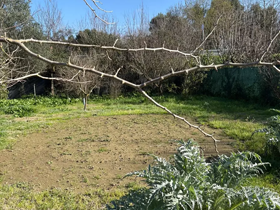 Immagine 8 di Terreno agricolo in vendita  a Campiglia Marittima