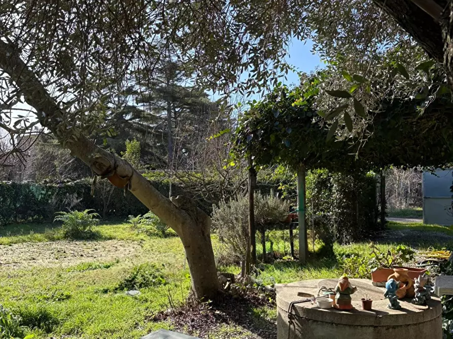 Immagine 5 di Terreno agricolo in vendita  a Campiglia Marittima