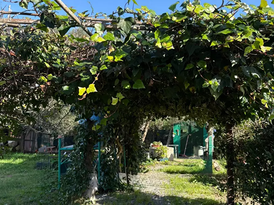 Immagine 2 di Terreno agricolo in vendita  a Campiglia Marittima