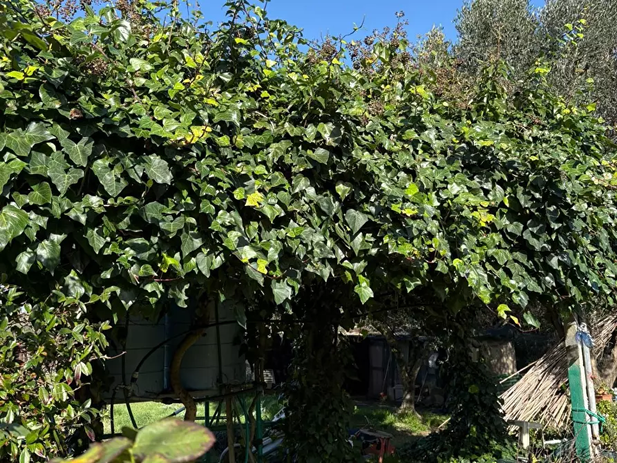 Immagine 11 di Terreno agricolo in vendita  a Campiglia Marittima