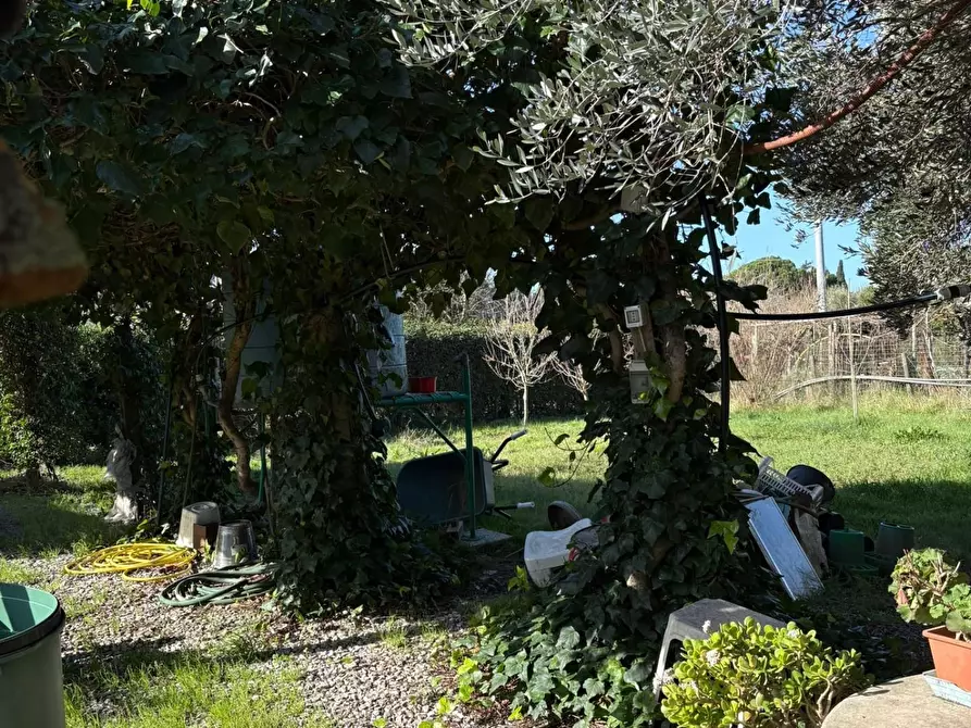 Immagine 7 di Terreno agricolo in vendita  a Campiglia Marittima
