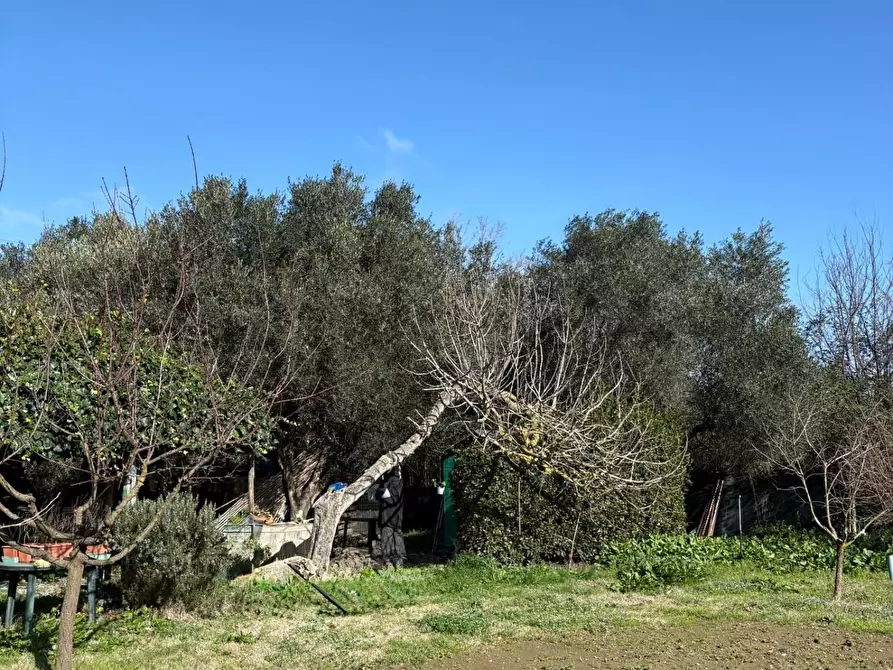 Immagine 10 di Terreno agricolo in vendita  a Campiglia Marittima