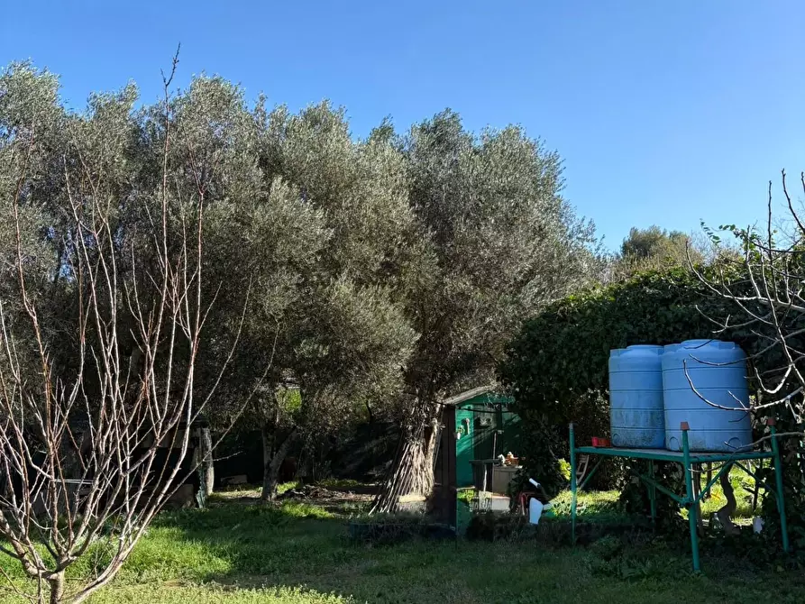 Immagine 4 di Terreno agricolo in vendita  a Campiglia Marittima