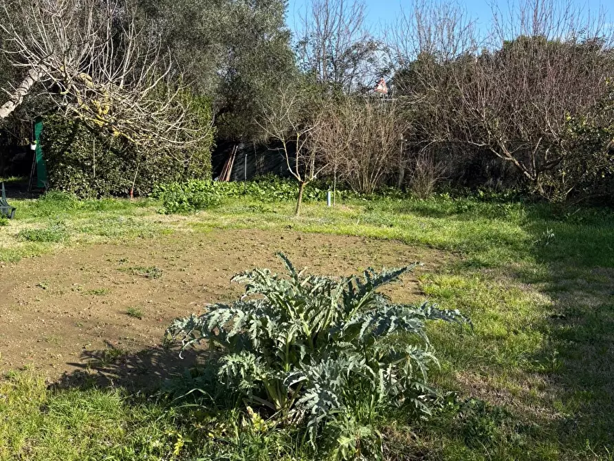 Immagine 9 di Terreno agricolo in vendita  a Campiglia Marittima