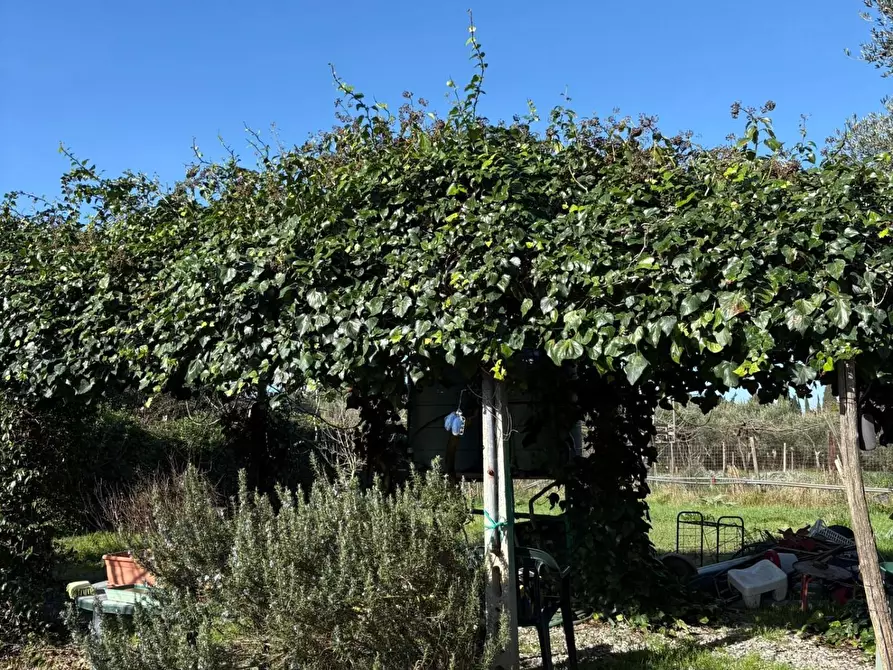 Immagine 12 di Terreno agricolo in vendita  a Campiglia Marittima