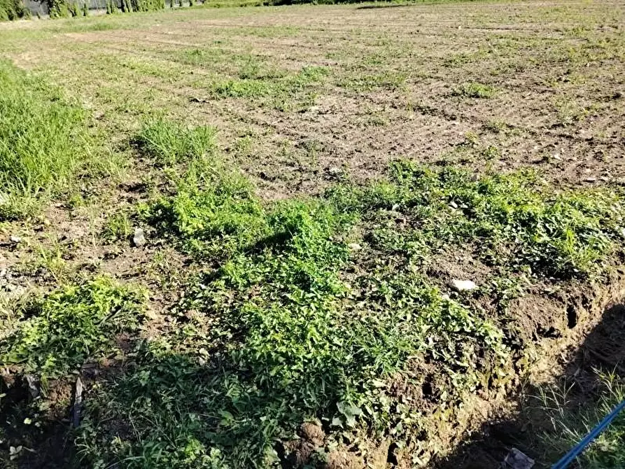 Immagine 3 di Terreno agricolo in vendita  a Massa