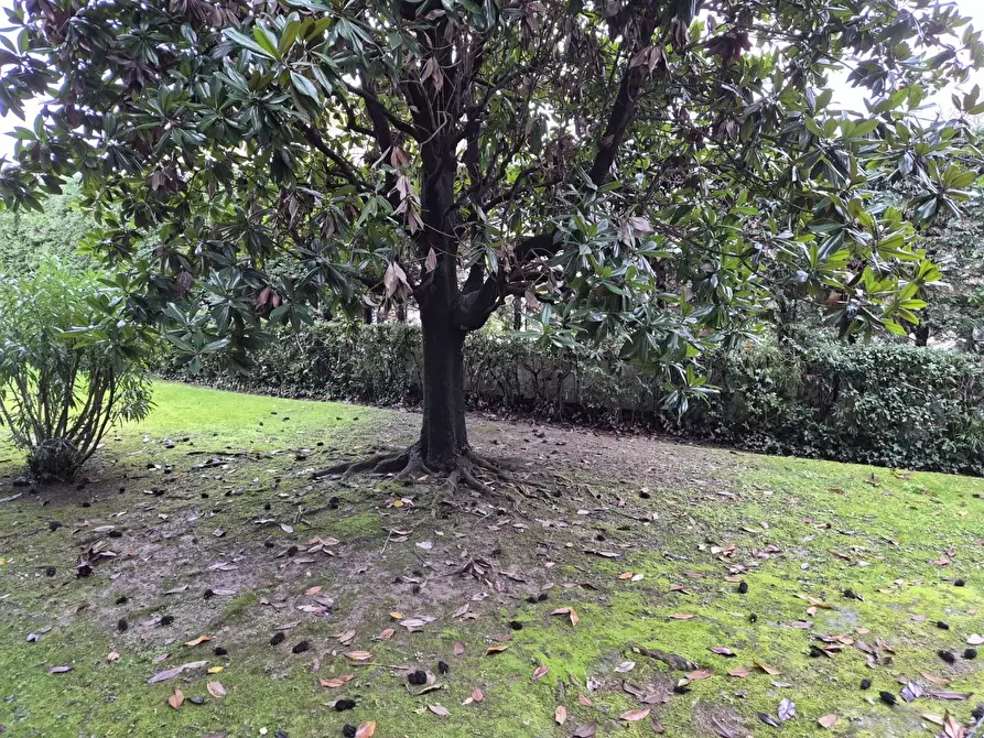 Immagine 19 di Appartamento in vendita  a Massa