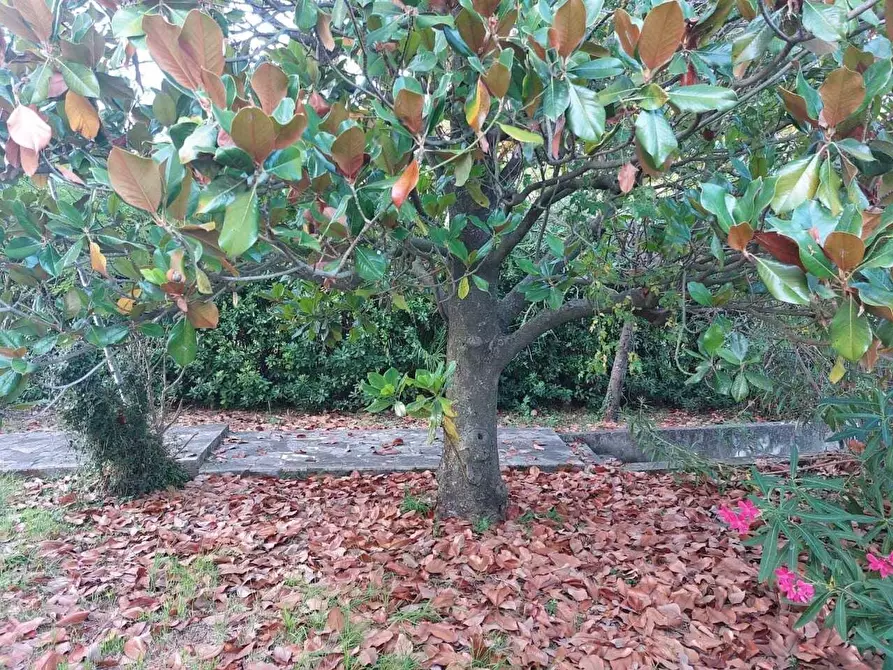 Immagine 12 di Porzione di casa in vendita  a Castelnuovo Magra