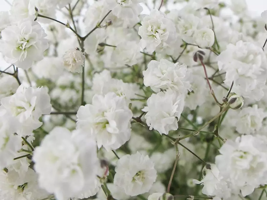 Immagine 8 di Attività commerciale in vendita  a Pistoia