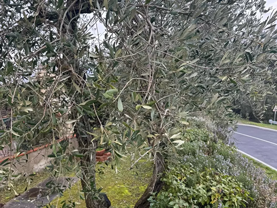 Immagine 40 di Terratetto in vendita  a Castelfiorentino