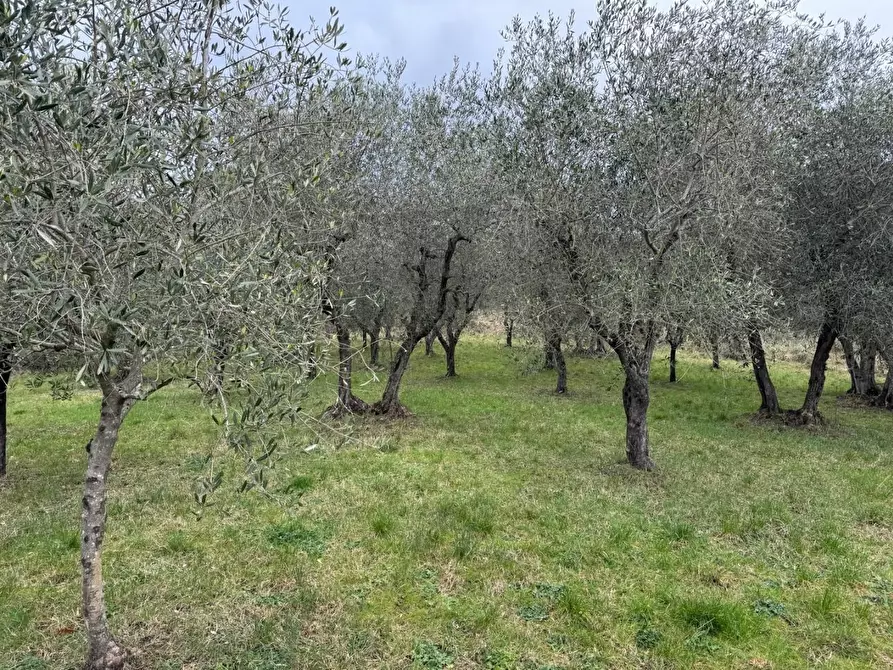 Immagine 30 di Appartamento in vendita  a Monticiano