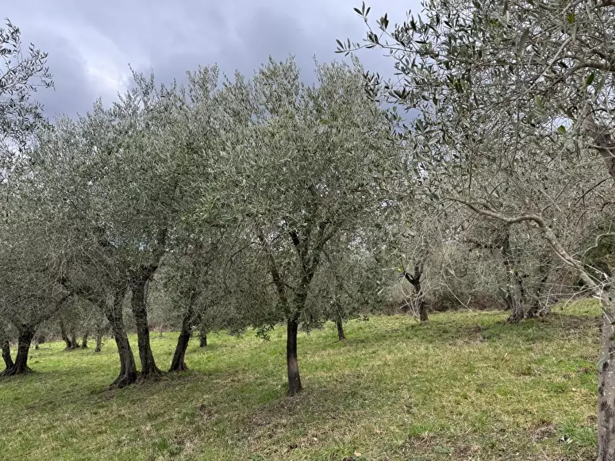 Immagine 24 di Appartamento in vendita  a Monticiano