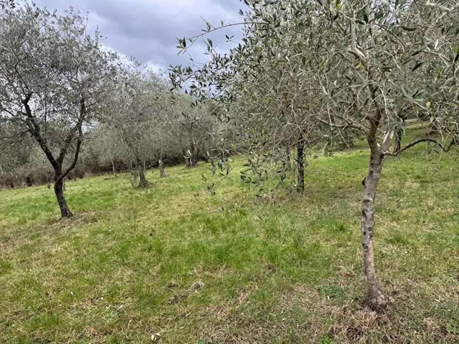 Immagine 29 di Appartamento in vendita  a Monticiano