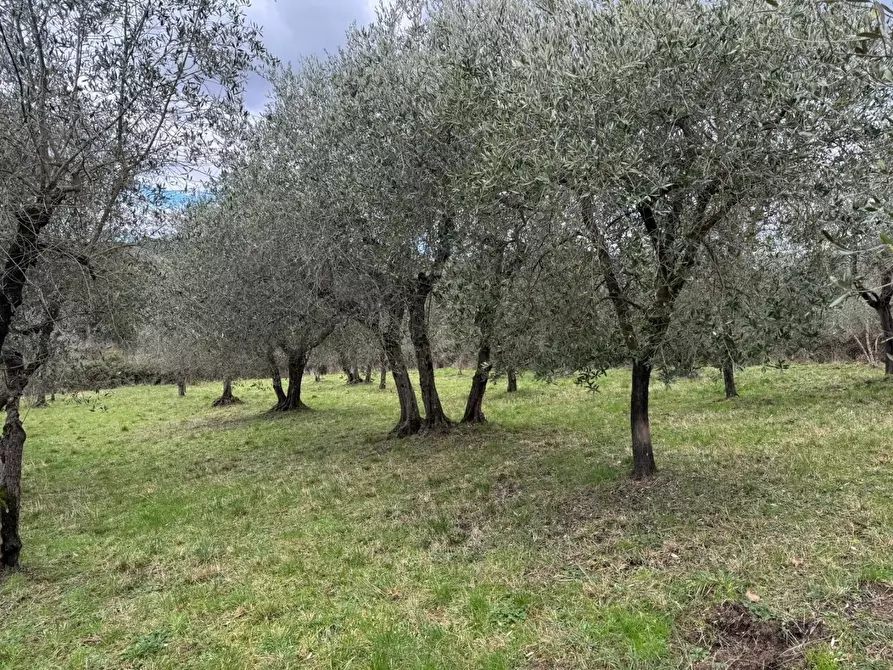 Immagine 26 di Appartamento in vendita  a Monticiano