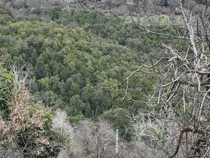 Immagine 17 di Appartamento in vendita  a Monticiano