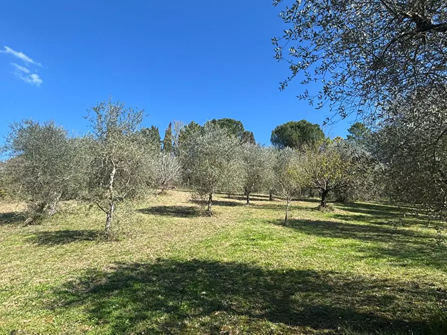 Immagine 19 di Terratetto in vendita  a Palaia
