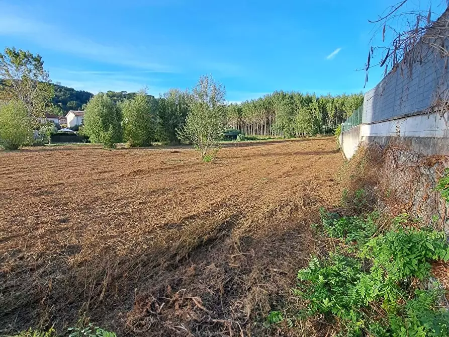 terreno agricolo in vendita a Palaia