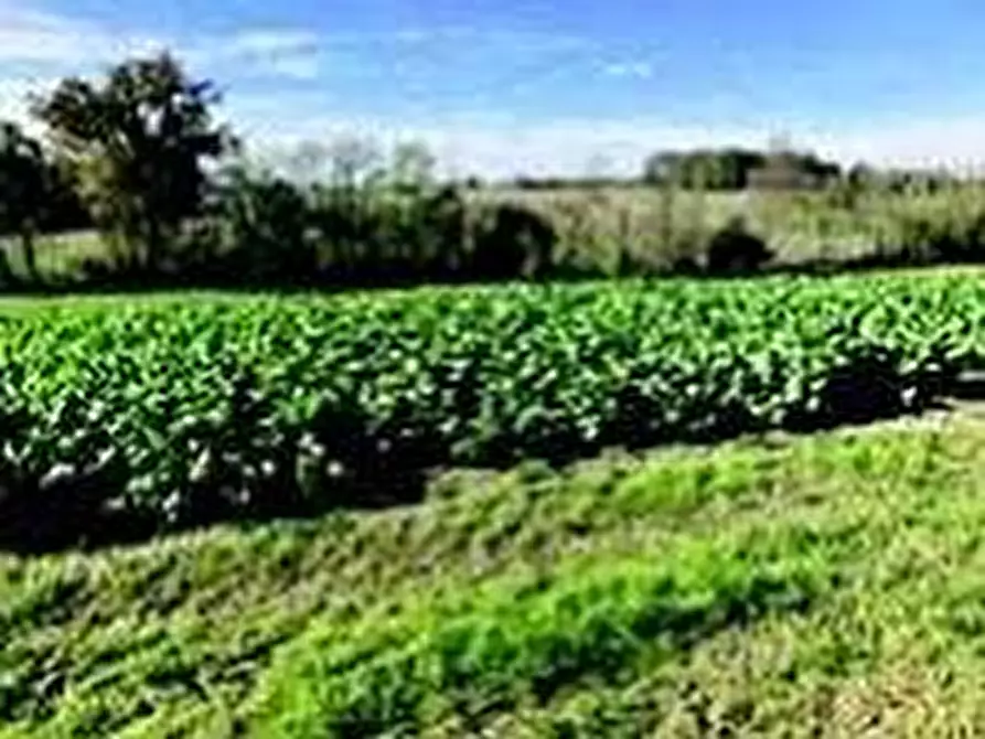 Immagine 8 di Attività artigianale in vendita  a Quattordio