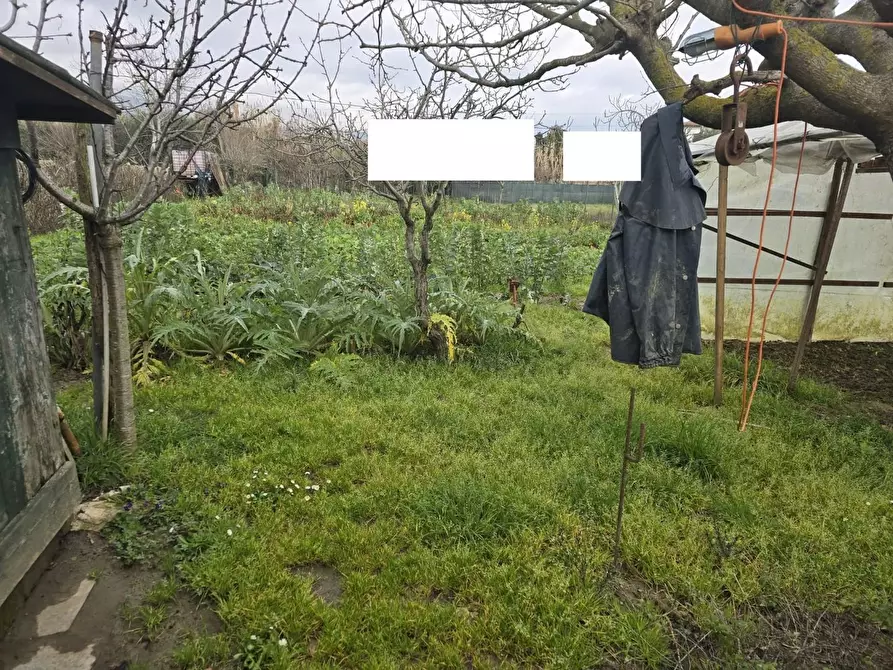 Immagine 4 di Terreno agricolo in vendita  a Calcinaia
