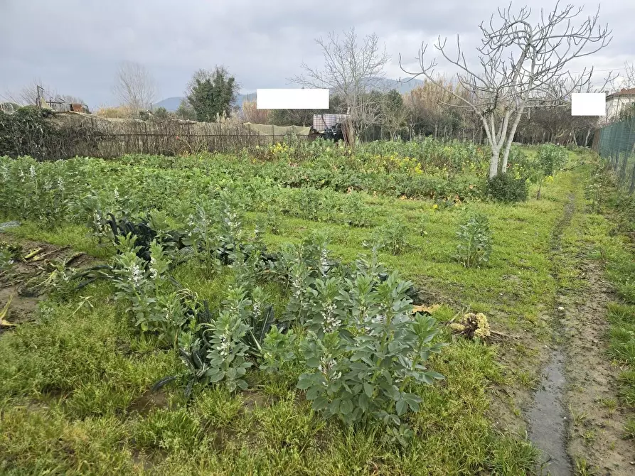 Immagine 6 di Terreno agricolo in vendita  a Calcinaia