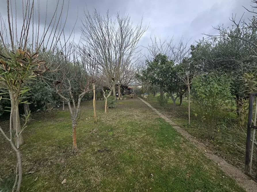 Immagine 3 di Terreno agricolo in vendita  a Calcinaia