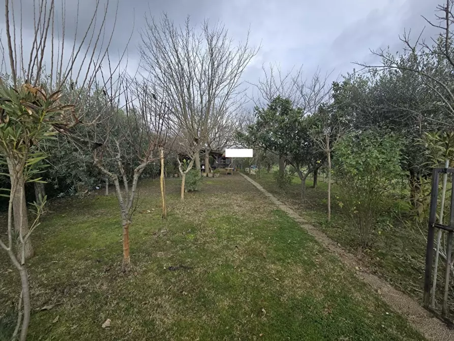 Immagine 2 di Terreno agricolo in vendita  a Calcinaia