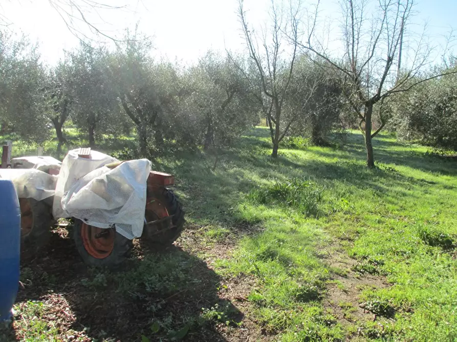 Immagine 6 di Terreno agricolo in vendita  a Cascina
